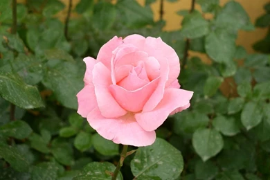 Free Wallpapers   HD Wallpapers