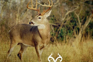 17055) Realtree Camo Cool Wallpapers   WalOps.com