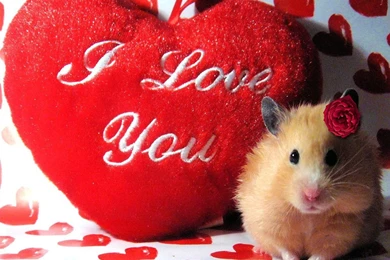 Happy Valentine Day Gift Ideas Wallpapers