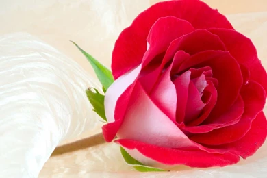 Valentine Day Rose Wallpapers – Valentine Week 2016