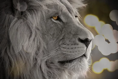 Mac OS X Lion Wallpapers   1920 X 1200 By WaveMedia On DeviantArt