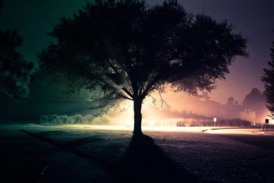 Trees: Light Landscapes Trees Night Roads Mbz Wallpaper Backgrounds ...