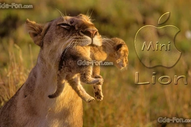 546753_lvyi_mac_lion_wallpaper_lvitsa_detenyish_malenkiy__1920x1200_www.Gde Fon.com.jpg
