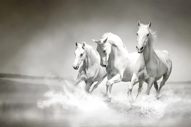Beautiful Horse Wallpapers   Wallpapers Cave