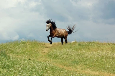 Beautiful Horse Wallpapers   Animal Wallpapers