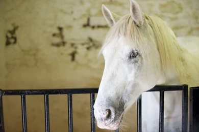 Beautiful Horses Wallpapers   Alpy Blog