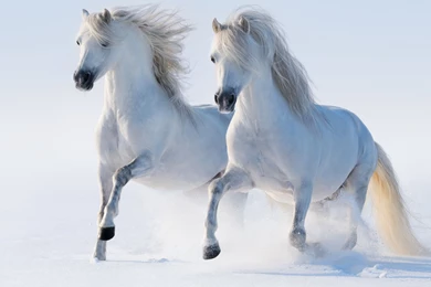 Horse Wallpapers Hd 2015