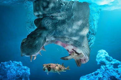 Hippo Fishing HD Glamorous Wallpapers Free HD Wallpapers   Download ...