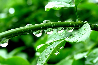 Nature Wallpapers Hd