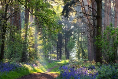 Landscape Wallpapers, Hd Desktop Images, Large Wallpapers, Green ...