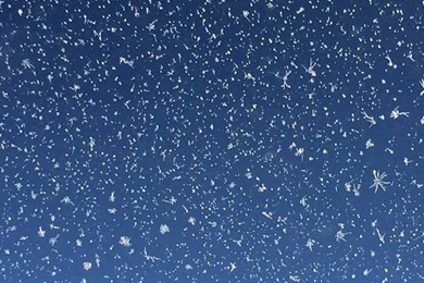 Iphone Wallpaper: Frozen Snowflakes