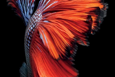 IPhone 6s Fish Red Wallpaper.jpg