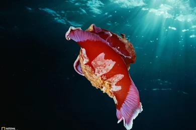 Spanish Dancer Nudibranch Photo, Animal Wallpapers – National ...