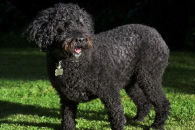 Spanish Water Dog Wallpapers HD Download