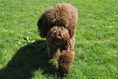 Spanish Water Dog Wallpapers HD Download