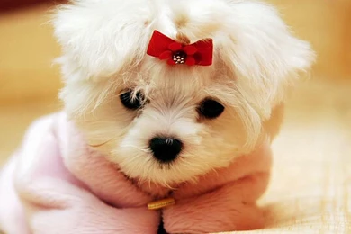Cute Dog Wallpaper Ribbon Image Top Picture.jpg