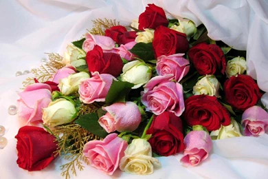 Beautiful Roses Wallpapers Free Download – Valentine Week 2016