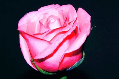 Rose Wallpaper,download Free Wallpaper,free Images