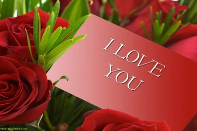 Images Of Roses Free Download   HD Wallpapers Lovely