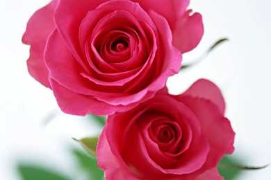 Rose Wallpapers 5112   Valentine's Day   Festival