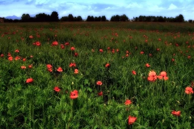 Claude Monet   Blog De Lolo16