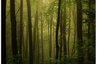 Colors olive On Pinterest