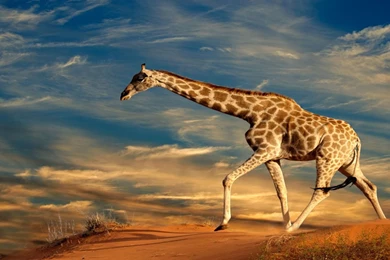 Giraffe wallpaper HD for desktop.jpg