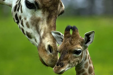 Giraffe Wallpapers Desktop   Wallpaperss HD