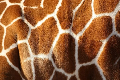 1024x768 Giraffe Desktop PC And Mac Wallpapers