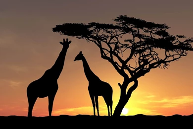 Giraffe Wallpapers Download 9535 Desktop Wallpapers