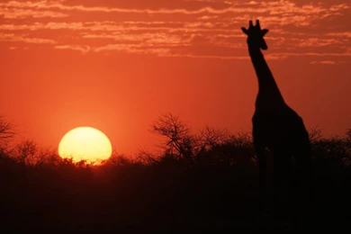 Desktop Wallpapers · Gallery · Animals · African Sunset   Giraffe ...