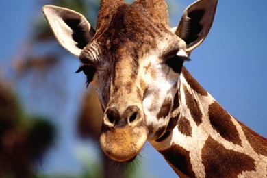 Free Wallpapers   Free Animal Wallpapers   Giraffe Wallpapers ...