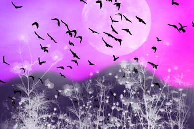 Fairy Backgrounds And Codes For Any Blog, Web Page, Phone Or Desktop