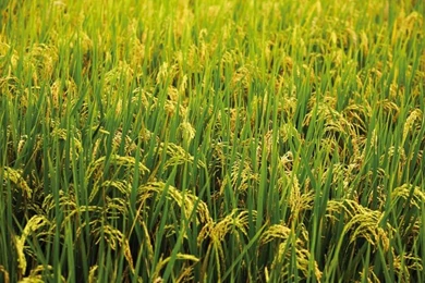 Download New Windows 7 Wallpapers from Microsoft 4.jpg