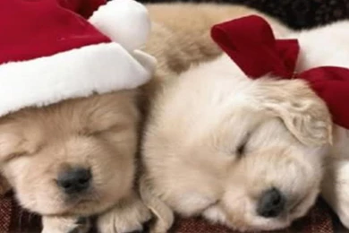Puppy Christmas Wallpapers   Wallpapers Cave