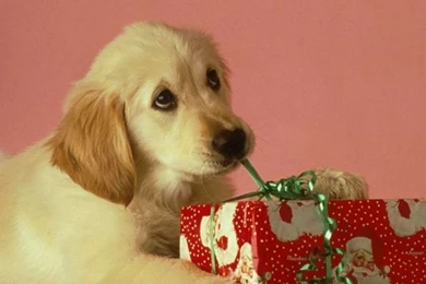 Christmas Puppy   Puppies Wallpapers (15897188)   Fanpop