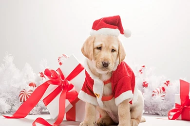 Cute Christmas Dog Wallpapers   Resimkoy