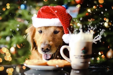 Cute Puppy Spreading The Christmas Spirit, Dog, Holiday, Holidays ...