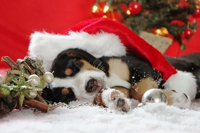 Christmas Dogs Pictures ~ Toptenpack.com