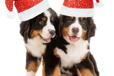 Christmas Puppies iPhone 5 Wallpapers (640x1136)