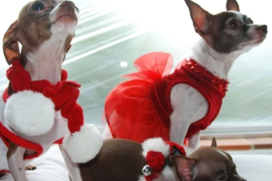 Christmas Cute Chihuahua Wallpapers