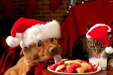 Humming bird Wallpapers