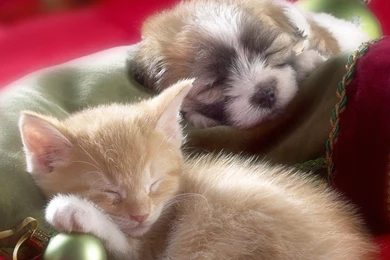 Christmas puppy pictures wallpaper.jpg