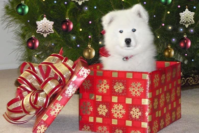 Best HD Cute Samoyed Puppies Wallpapers   Cute Pet Pictures, Photos ...