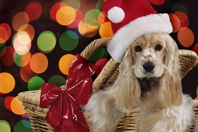Daniel Sierra: Christmas Puppies HD Wallpapers