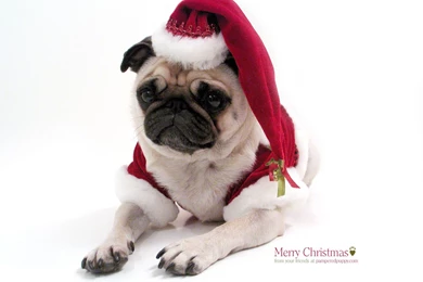 Desktop hd puppy christmas photos.jpg