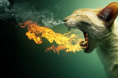 Hd Wallpapers For PC   HD Widescreen Wallpapers