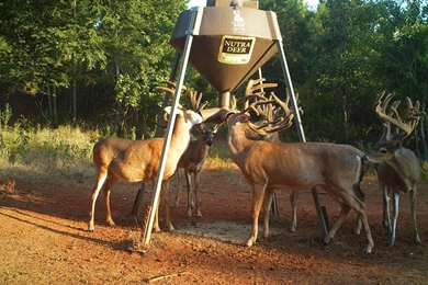 Whitetail Deer Articles/Newsletter