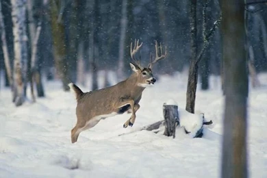 Whitetail Buck Jumping In The Snow Http://waterandwoods.net ...