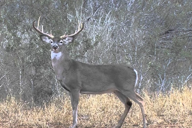 OMG ! Huge Spider & Monster Buck   YouTube